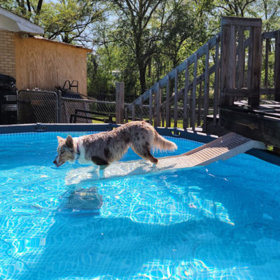 Dog Ramps for Above Ground Pools - PetStep Dog Ramps