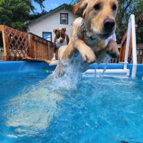 PetStep Pool Ramp for Dogs | Easy, Safe Pool Access For Your Pup