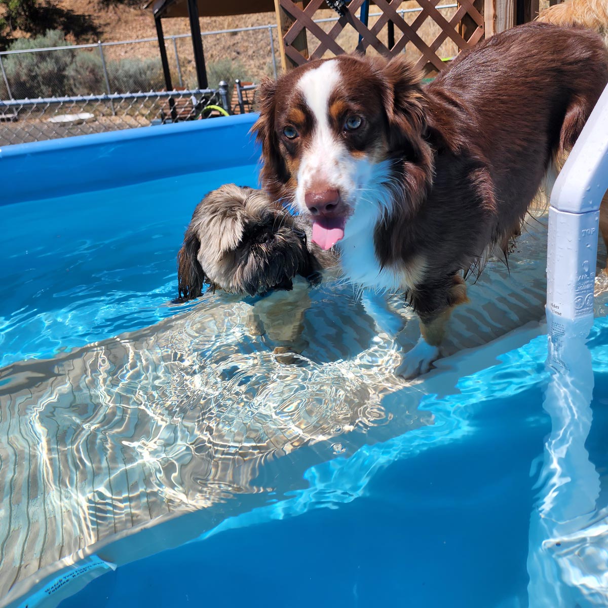 PetStep Pool Ramp for Dogs  Easy, Safe Pool Access For Your Pup
