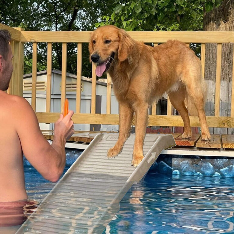 Khaki PetStep Pool Ramp in above ground pool with golden retriever