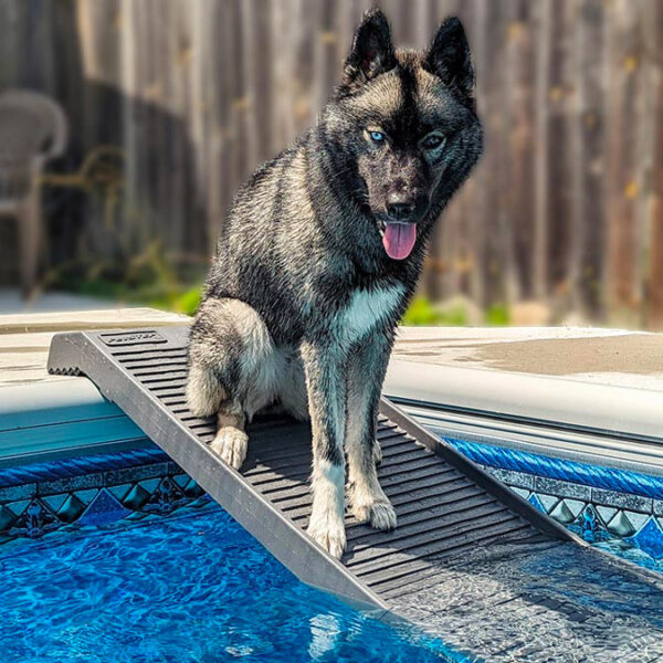Shepherd enjoying the pool on PetStep pool ramp-copyright image